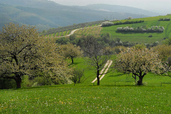 Cerro Veronese, monte Santa Viola, Lessini