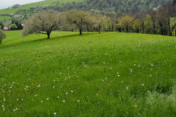 Cerro Veronese, monte Santa Viola, Lessini