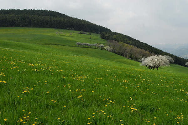 Cerro Veronese, monte Santa Viola, Lessini