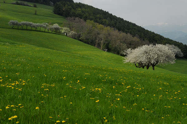 Cerro Veronese, monte Santa Viola, Lessini