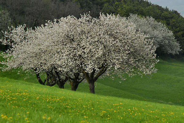 Cerro Veronese, monte Santa Viola, Lessini