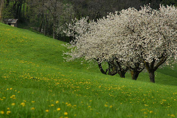Cerro Veronese, monte Santa Viola, Lessini