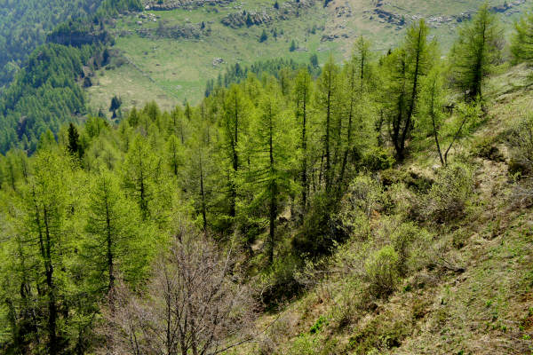mountain bike Parpari San Giorgio Podestaria Castelberto malga Lessinia