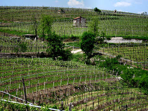 Sentiero Natura di Soave