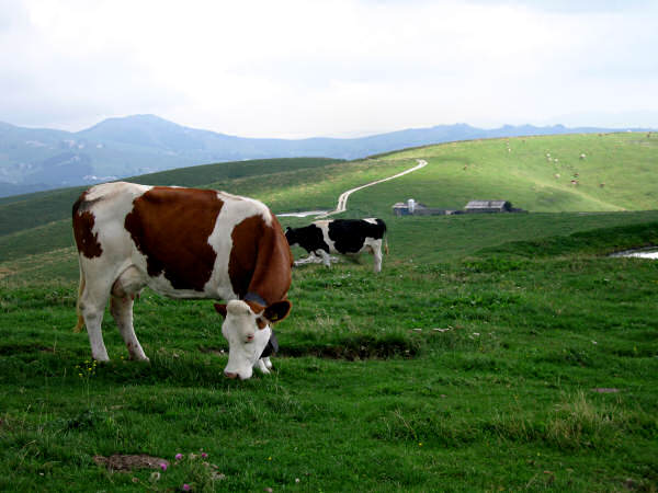 mtb contrade di Velo Veronese, Lessinia montagna veronese