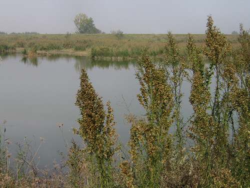 Codevigo, oasi naturalistica di Ca' di Mezzo lungo il fiume Bacchiglione