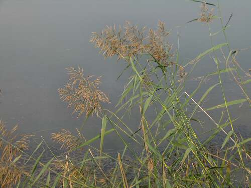 Codevigo, oasi naturalistica di Ca' di Mezzo lungo il fiume Bacchiglione