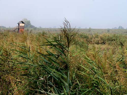 Codevigo, oasi naturalistica di Ca' di Mezzo lungo il fiume Bacchiglione