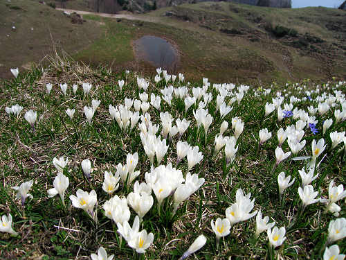 Sentiero Storico di Campogrosso - Recoaro Terme