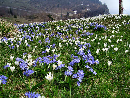 Sentiero Storico di Campogrosso - Recoaro Terme