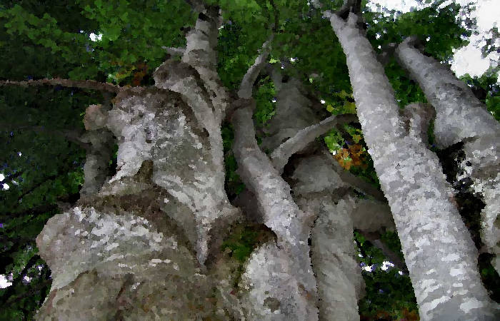 Sentiero dei Grandi Alberi - Montagnole, Recoaro Mille