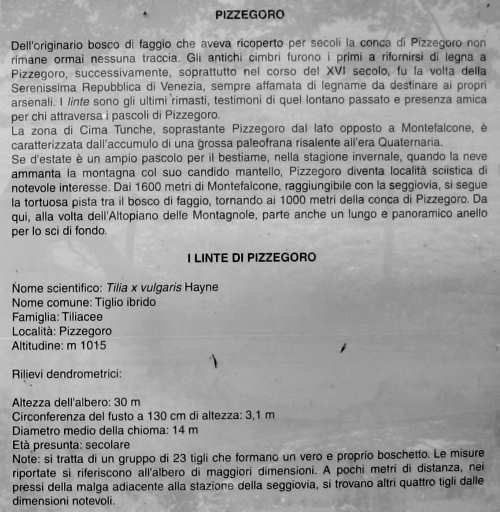 Sentiero dei Grandi Alberi - i Linte di Pizzegoro