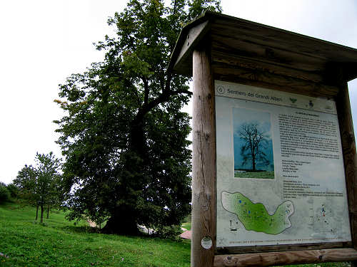 Sentiero dei Grandi Alberi - Montagnole, Recoaro Mille
