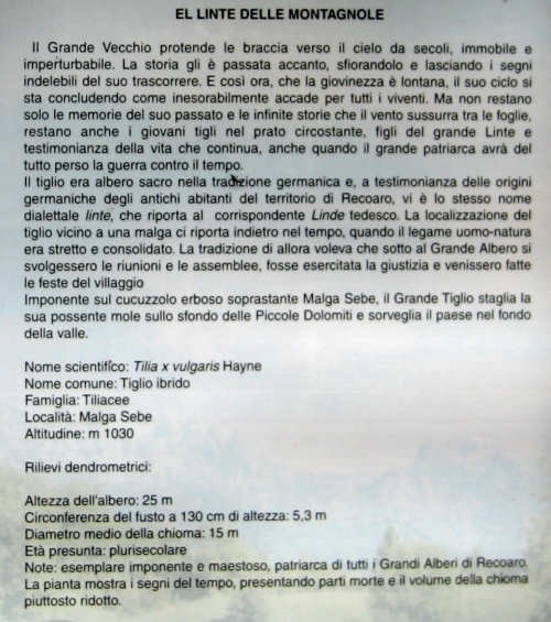 Sentiero dei Grandi Alberi - Linte delle Montagnole