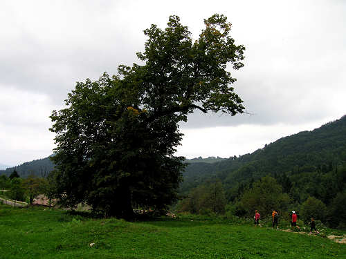 Sentiero dei Grandi Alberi - Montagnole, Recoaro Mille