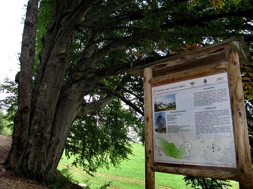 Sentiero dei Grandi Alberi - Montagnole, Recoaro Mille