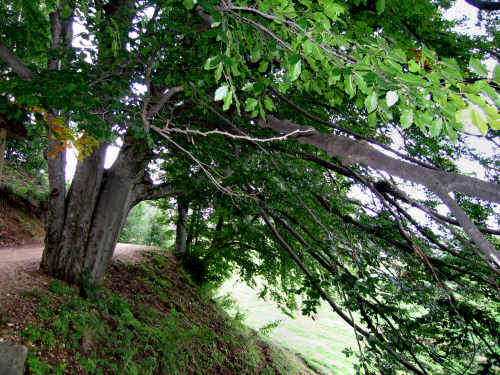 Sentiero dei Grandi Alberi - Montagnole, Recoaro Mille