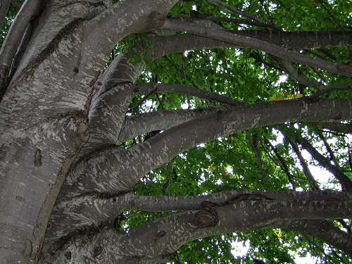 Sentiero dei Grandi Alberi - Montagnole, Recoaro Mille
