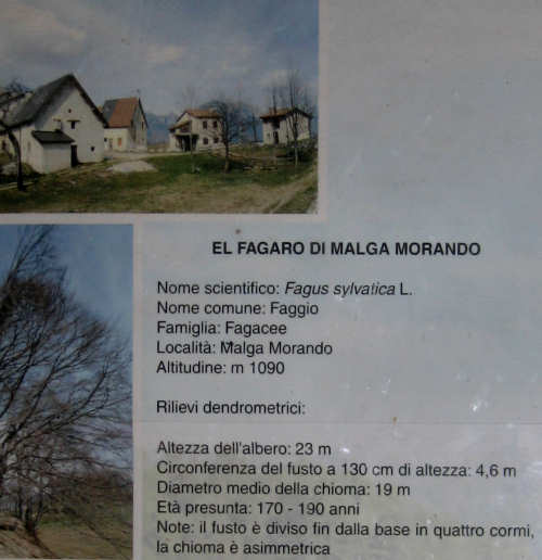 Sentiero dei Grandi Alberi - Montagnole, Recoaro Mille