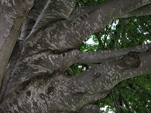 Sentiero dei Grandi Alberi - Montagnole, Recoaro Mille
