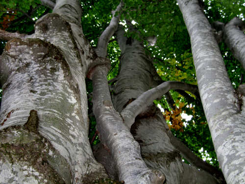 Sentiero dei Grandi Alberi - Montagnole, Recoaro Mille