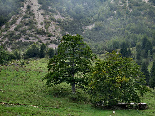 Sentiero dei Grandi Alberi - Montagnole, Recoaro Mille