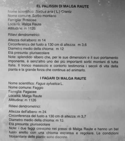 Sentiero dei Grandi Alberi - Montagnole, Recoaro Mille