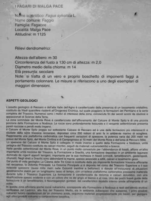 Sentiero dei Grandi Alberi - Montagnole, Recoaro Mille