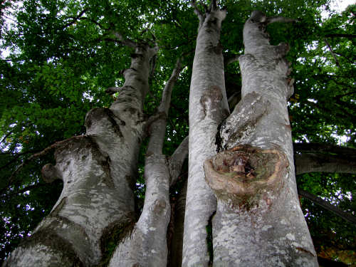 Altopiano delle Montagnole, Recoaro Terme
