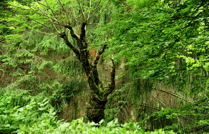 Recoaro Terme, Fonti Centrali e Parco delle Terme