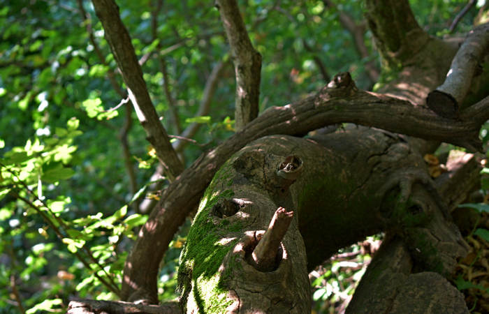 Sentiero dell'Antica Pieve al Castello di Pievebelvicino a Torrebelvicino, Val Leogra Pasubio
