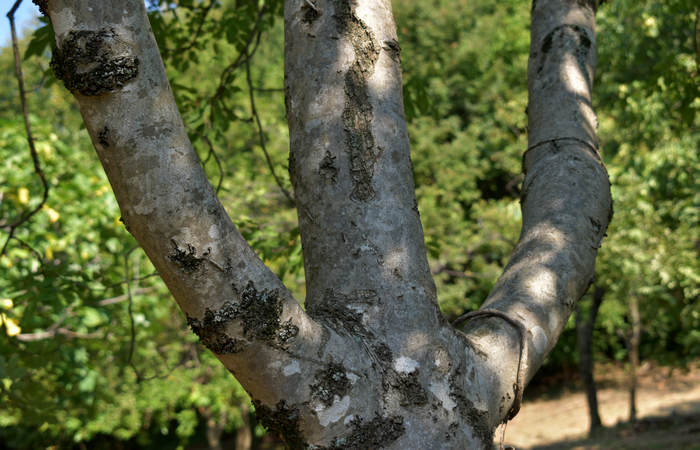 Sentiero dell'Antica Pieve al Castello di Pievebelvicino a Torrebelvicino, Val Leogra Pasubio