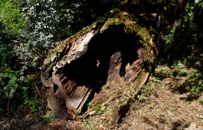 Sentiero dell'Antica Pieve al Castello di Pievebelvicino a Torrebelvicino, Val Leogra Pasubio