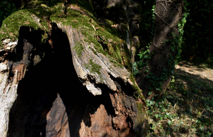 Sentiero dell'Antica Pieve al Castello di Pievebelvicino a Torrebelvicino, Val Leogra Pasubio