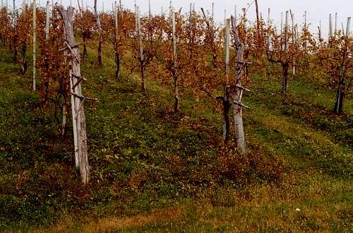 colori d'autunno nei colli Asolani