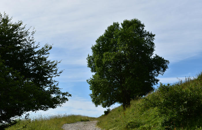 anello escursionistico delle malghe del Cesen - rifugio Posa Puner, Cimon, Malga Mariech, Forconetta, Federa, casera I Pian