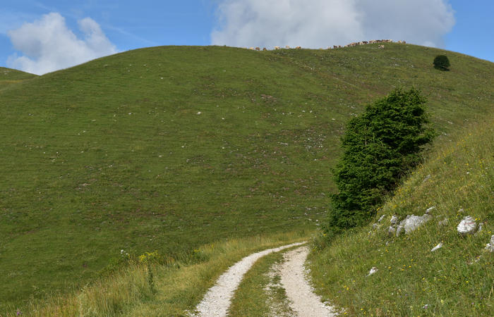 anello escursionistico delle malghe del Cesen - rifugio Posa Puner, Cimon, Malga Mariech, Forconetta, Federa, casera I Pian