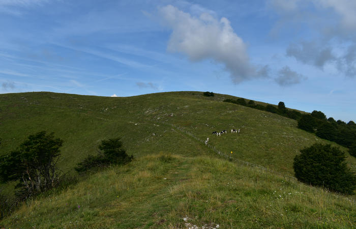 anello escursionistico delle malghe del Cesen - rifugio Posa Puner, Cimon, Malga Mariech, Forconetta, Federa, casera I Pian