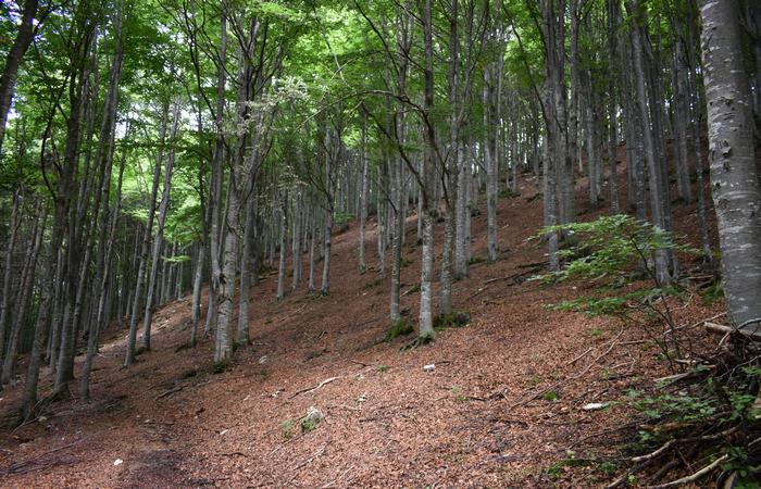 anello escursionistico delle malghe del Cesen - rifugio Posa Puner, Cimon, Malga Mariech, Forconetta, Federa, casera I Pian
