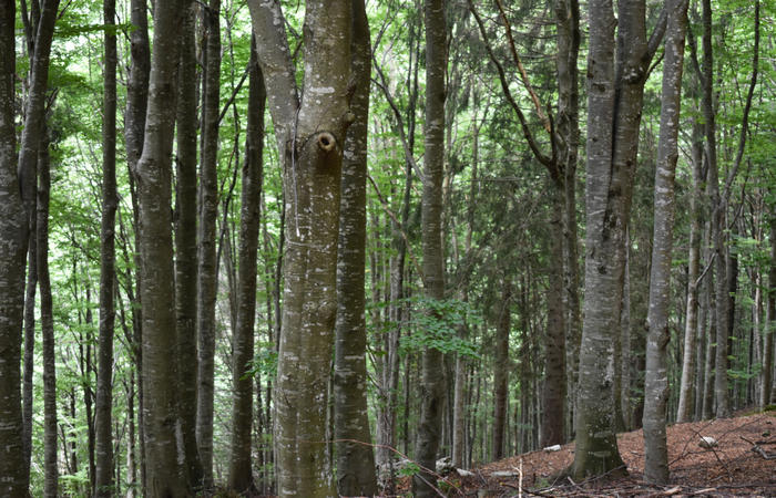anello escursionistico delle malghe del Cesen - rifugio Posa Puner, Cimon, Malga Mariech, Forconetta, Federa, casera I Pian