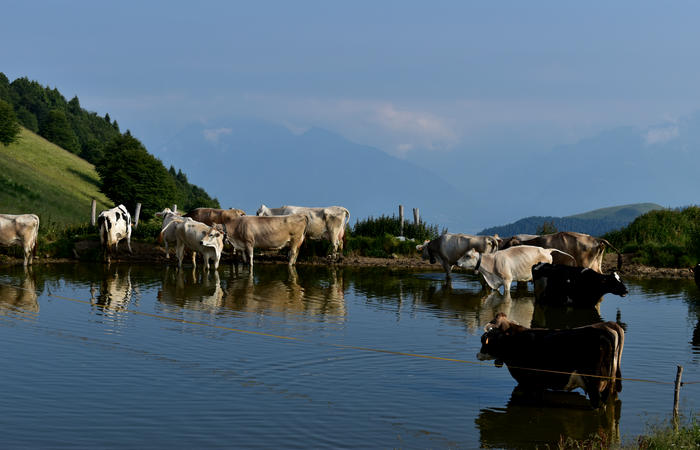 escursione naturalistica Malga Mariech Barbaria Orsere Forcelletta monte Cesen