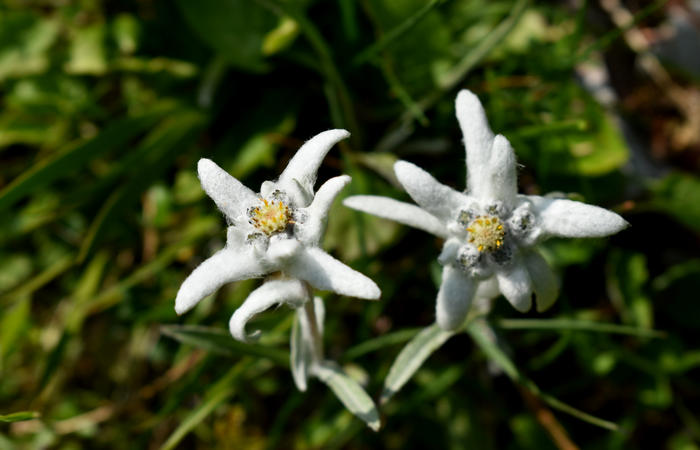 escursione naturalistica Malga Mariech Barbaria Orsere Forcelletta monte Cesen
