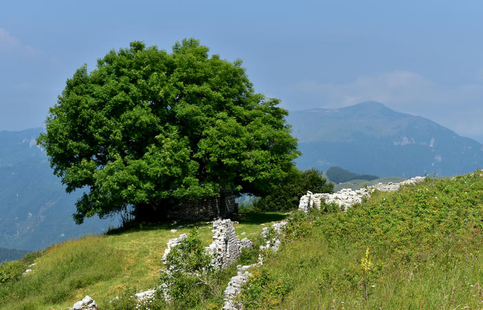 escursione naturalistica Malga Mariech Barbaria Orsere Forcelletta monte Cesen