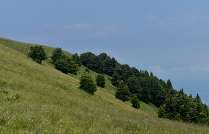escursione naturalistica Malga Mariech Barbaria Orsere Forcelletta monte Cesen