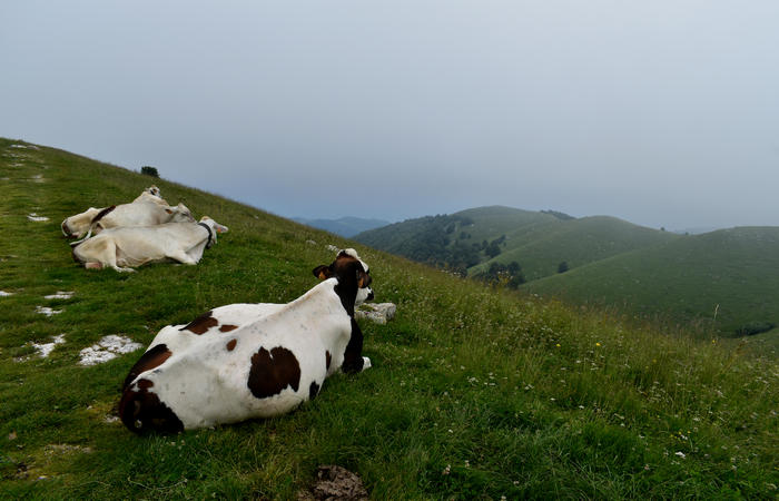 escursione naturalistica Malga Mariech Barbaria Orsere Forcelletta monte Cesen