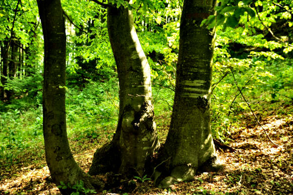 rifugio Posa Puner malga Mont monte Crep