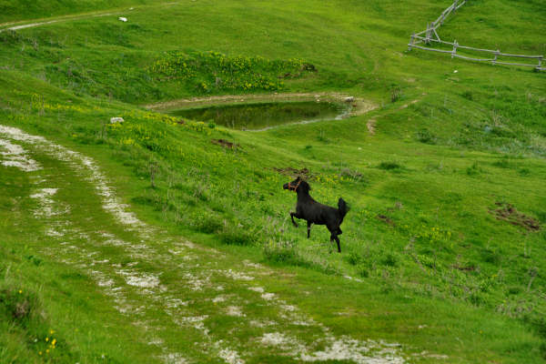 rifugio Posa Puner malga Mont monte Crep