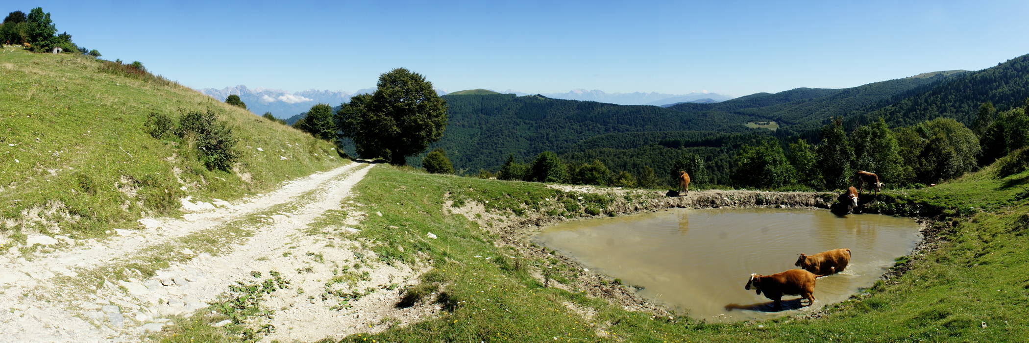 Monte Cesen nei pressi di forcella monte Zogo