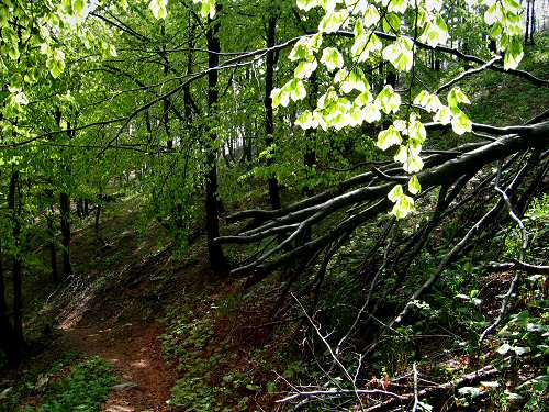 Cesen - Miane - Posa Puner