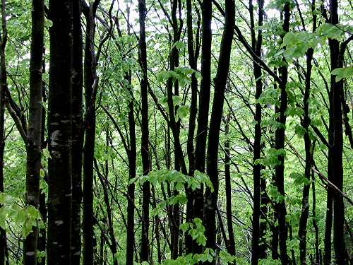 Cesen - Miane - Posa Puner